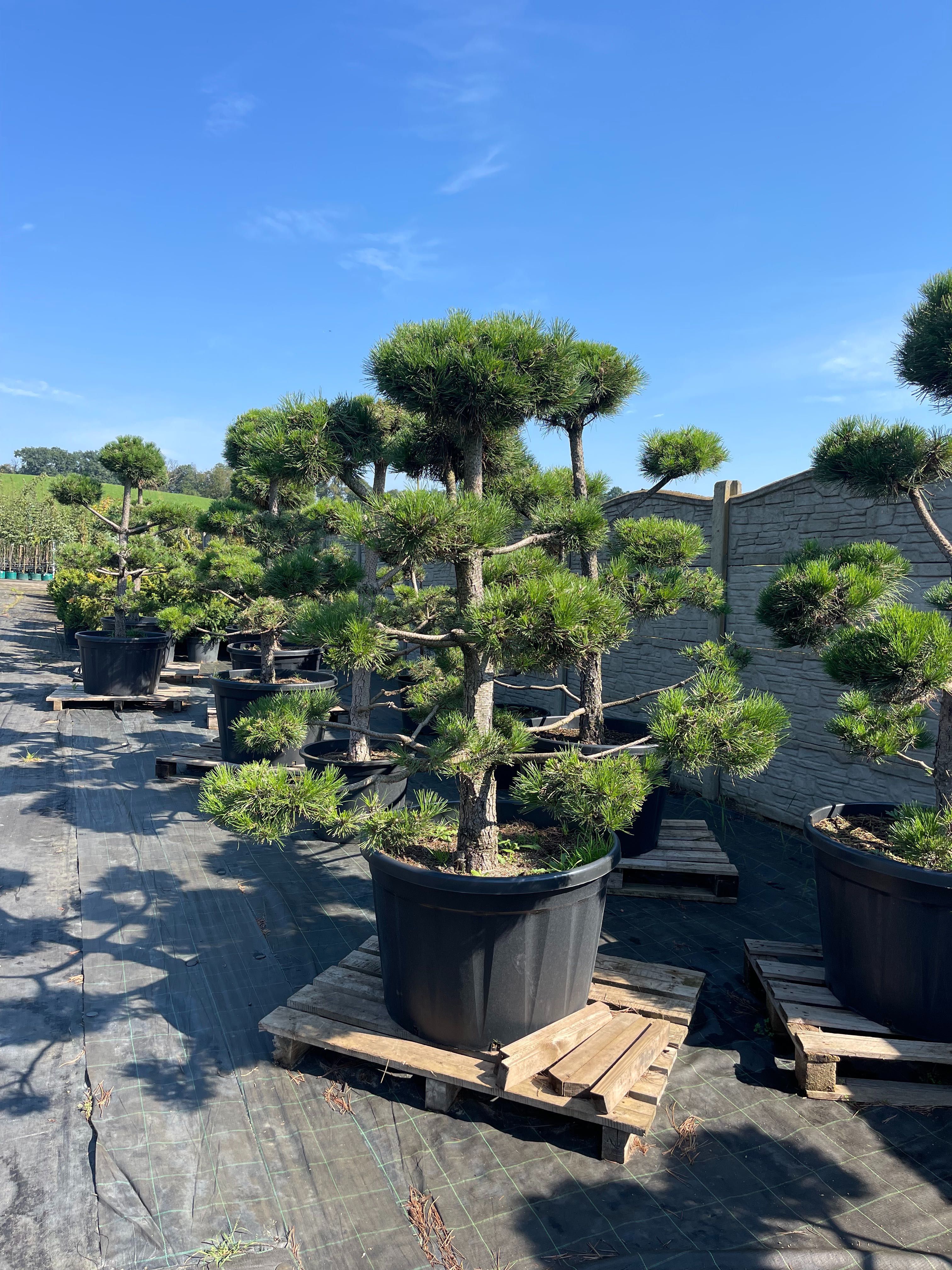 Bonsai Sosna Czarna Niwaki 180-200 cm Cena 2500 z (Bydgoszcz)
