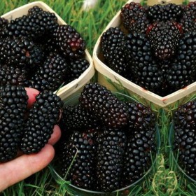 Jeżyna bezkolcowa, jeżyny różne odmiany -Nawaho, triple, black satin..