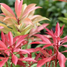 Pieris, Pierisy 'japonica' Red mill, Pieris Cupido-różne odmiany