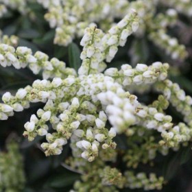 Pieris, Pierisy 'japonica' Red mill, Pieris Cupido-różne odmiany