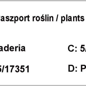 Trawy Pampasowe, trawa różowa, biała -różne kolory