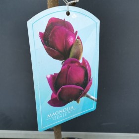Magnolia Genia licencjowana ! HIT