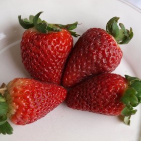 Truskawka,truskawki zest. 12szt, kent,selva,truskawka biała, zwisająca