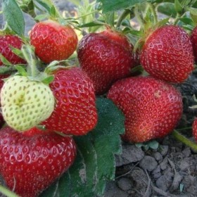 Truskawka,truskawki zest. 12szt, kent,selva,truskawka biała, zwisająca