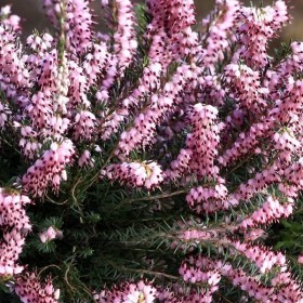 Wrzosiec bagienny, różne odmiany - 'erica tetralix' Mary, Alba,