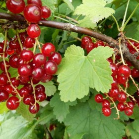 Porzeczka krzaczasta, porzeczka czerwona, biała - różne odmiany