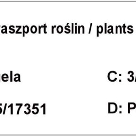 Weigella, krzewuszka cudowna, weigelle różne odmiany..