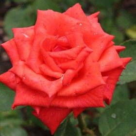 Róża, Róże na pniu, różne kolory- Róża na pniu Biało-czerwona