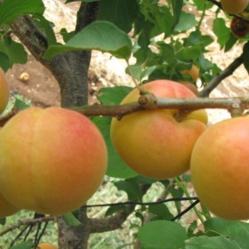 Morela, morele karłowe Early orange, wczesna z morden, ukraińska