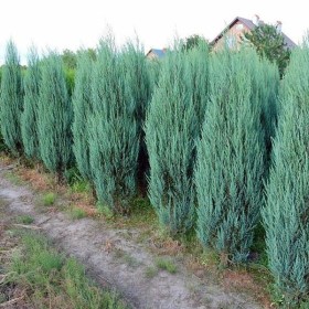 Tuja smaragd, tuje - szmaragd, brabant, tuja kulka