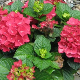 Hortensja, hydrangea ,hortensje ogrodowe, bukietowe,