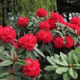 Różanecznik, rhododendron różaneczniki duży wybór odmian