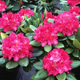 Różanecznik, rhododendron różaneczniki duży wybór odmian