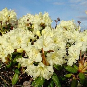 Różanecznik, rhododendron różaneczniki duży wybór odmian