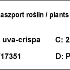 Agrest pienny, agrest na pniu -różne odmiany, czerwony, zielony,