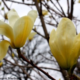 Magnolia, Magnolie Żółta - różne odmiany