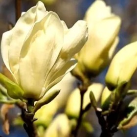 Magnolia, Magnolie Żółta - różne odmiany