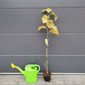 Magnolia, Magnolie Żółta - różne odmiany