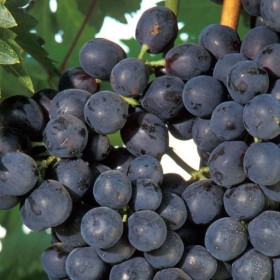Winorośl, winogrona -biała, różowa, niebieska, winorośl -różne odmiany