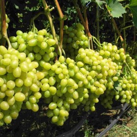 Winorośl, winogrona -biała, różowa, niebieska, winorośl -różne odmiany