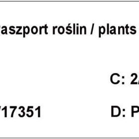 Winorośl, winogrona -biała, różowa, niebieska, winorośl -różne odmiany