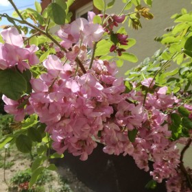 Robinia akacjowa - różowa akacja !!