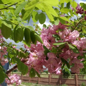 Robinia akacjowa - różowa akacja !!