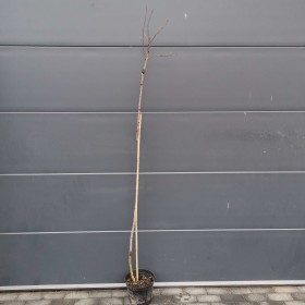 Robinia akacjowa - różowa akacja !!
