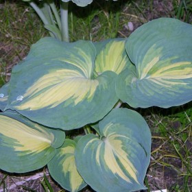 Funkia, funkie różne odmiany, funkia-hosta