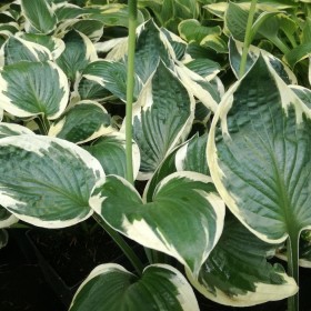 Funkia, funkie różne odmiany, funkia-hosta