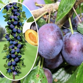 Śliwa kolumnowa, ślowy- drzewka owocowe, śliwka różne odmiany