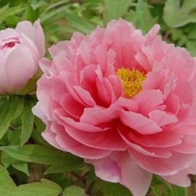 Piwonia, piwonie Biała, Piwonia Ecri, Piwonia Różowa- różne kolory