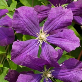 Clematis, powojnik, clematisy -różne kolory,niebieski, biały..