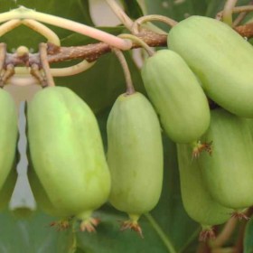 Kiwi, mini kiwi, wspaniałe pnącze do ogrodu