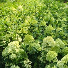 Hortensje Bukietowe  Cena 28 zł