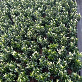 Trzmielina Paloma Blanca Białe Przyrosty 25-30 cm Cena 28 zł