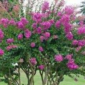Lagerstremia Indyjska  Bez Południa RARYTAS 180 cm cena 350 zł