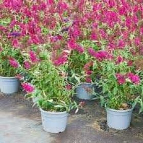 Budleja Dawida 'Pink Delight' Motyli Krzew cena 28 zł