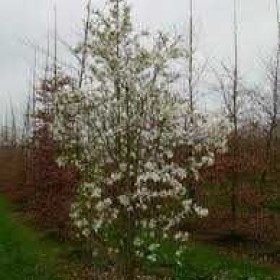Magnolia Japońska Kobus drzewo 300 cm cena 550 zł