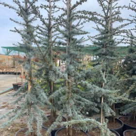 Cedr Libański Glauca 200 cm cena 390 zł