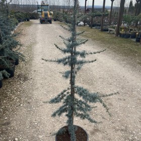 Cedr Libański Glauca 200 cm cena 390 zł
