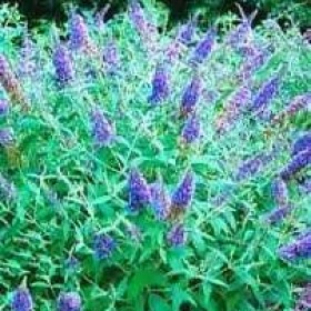 Budleja Dawida Adonis Blue Motyli Krzew cena 28 zł