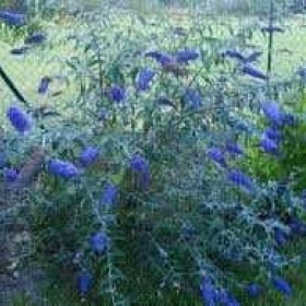 Budleja Dawida Adonis Blue Motyli Krzew cena 28 zł
