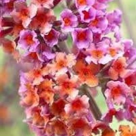 Budleja Dawida Flower-Power Motyli krzew cena 28 zł