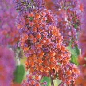 Budleja Dawida Flower-Power Motyli krzew cena 28 zł