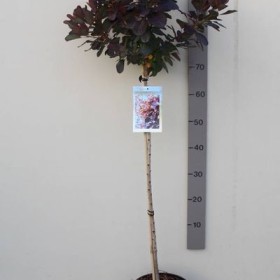 Perukowiec Royal Purple na Pniu 90 -120 cm Cena 100 zł
