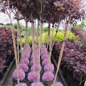 Perukowiec Royal Purple na Pniu 90 -120 cm Cena 100 zł