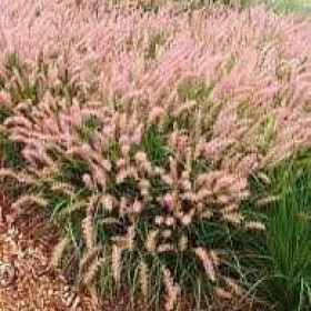 Rozplenica Orientale Flamingo cena 25 zł