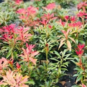 Pieris Japoński LITTLE HEATH Zimozielony Cena  35 zł