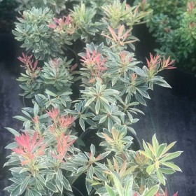 Pieris Japoński LITTLE HEATH Zimozielony Cena  35 zł